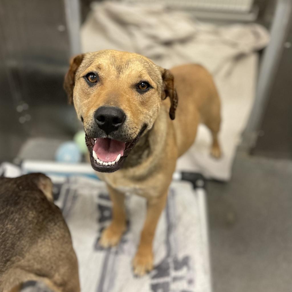 Bamby, an adoptable Pit Bull Terrier in Nampa, ID, 83686 | Photo Image 2