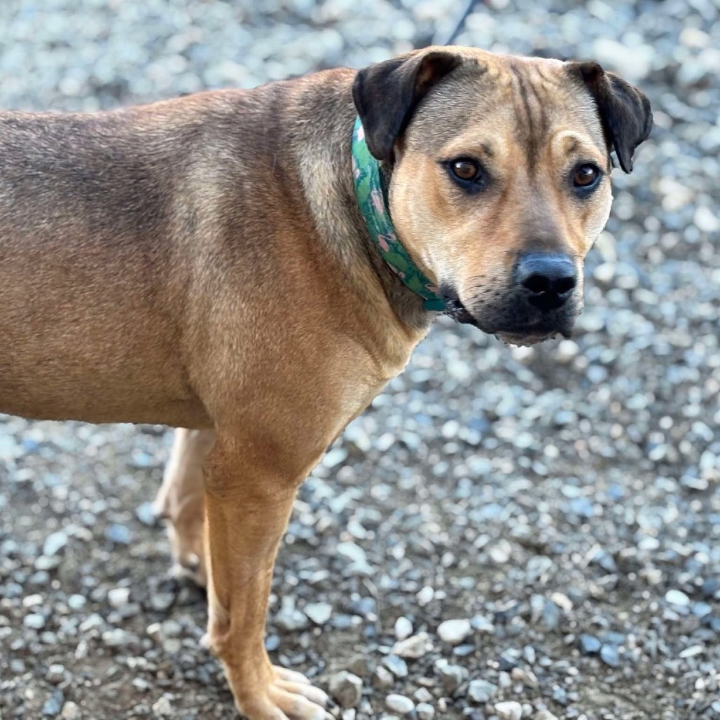 Bamby, an adoptable Pit Bull Terrier in Nampa, ID, 83686 | Photo Image 3