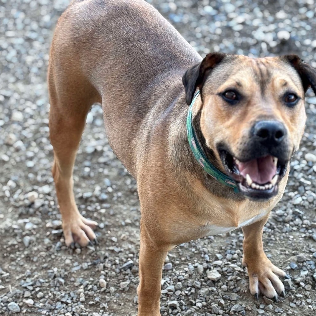 Bamby, an adoptable Pit Bull Terrier in Nampa, ID, 83686 | Photo Image 4