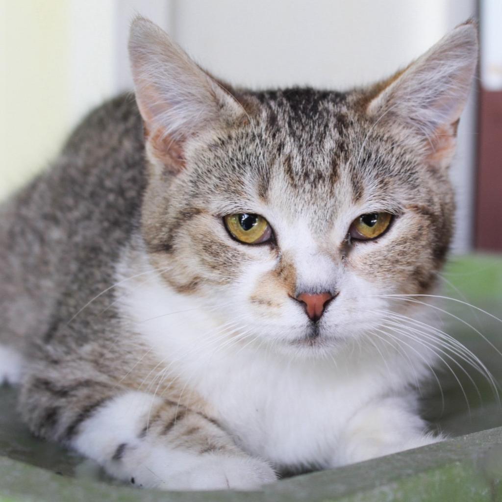 Lovey, an adoptable Domestic Short Hair in Nampa, ID, 83686 | Photo Image 1