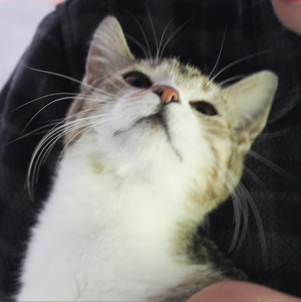 Lovey, an adoptable Domestic Short Hair in Nampa, ID, 83686 | Photo Image 2