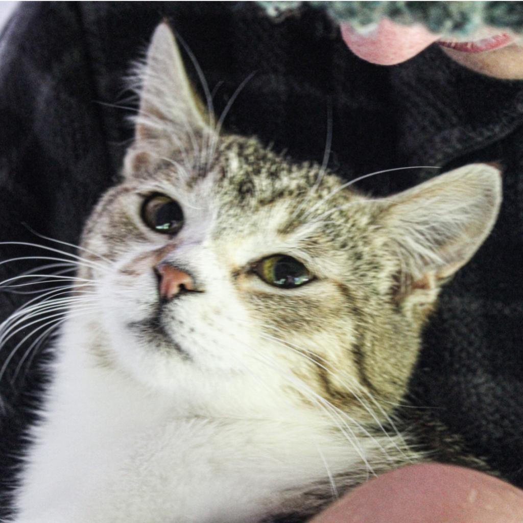 Lovey, an adoptable Domestic Short Hair in Nampa, ID, 83686 | Photo Image 3