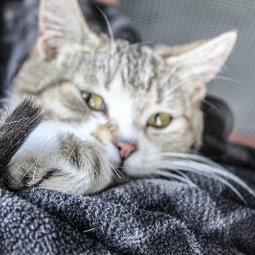 Lovey, an adoptable Domestic Short Hair in Nampa, ID, 83686 | Photo Image 4