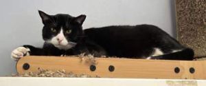 Freckles, Young Male Domestic Short Hair