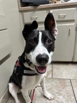 Max, Young Male Pit Bull Terrier