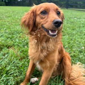 Sugar, Young Male Golden Retriever