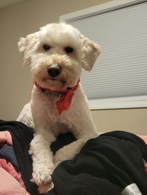 Hello My name is GoTeddy My brother Luki and I are best buddies We love to explore play wrest