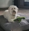 GoTeddy - Bonded Pair - Luki photo 3
