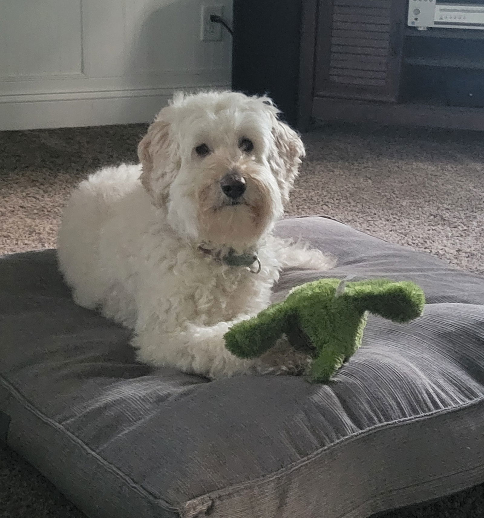 GoTeddy - Bonded Pair - Luki