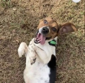 Gouda Lou is a sweet 3-year-old male beagle who loves other dogs and all people He loves to play an