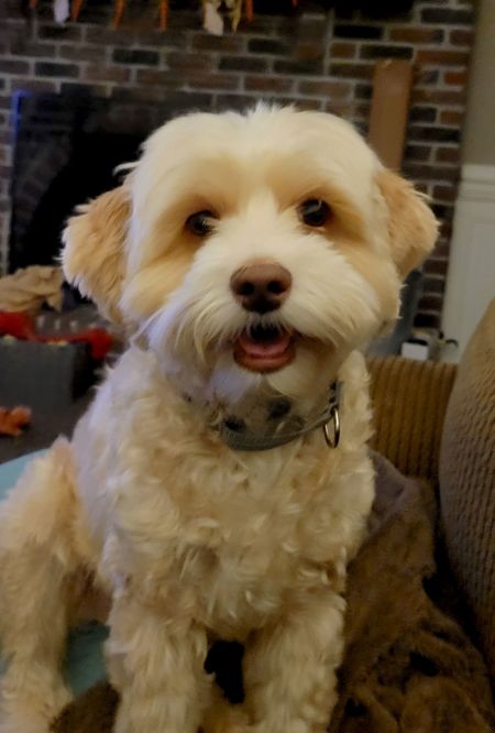 Luki - Bonded Pair -Go Teddy