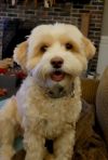 Luki - Bonded Pair -Go Teddy photo 1