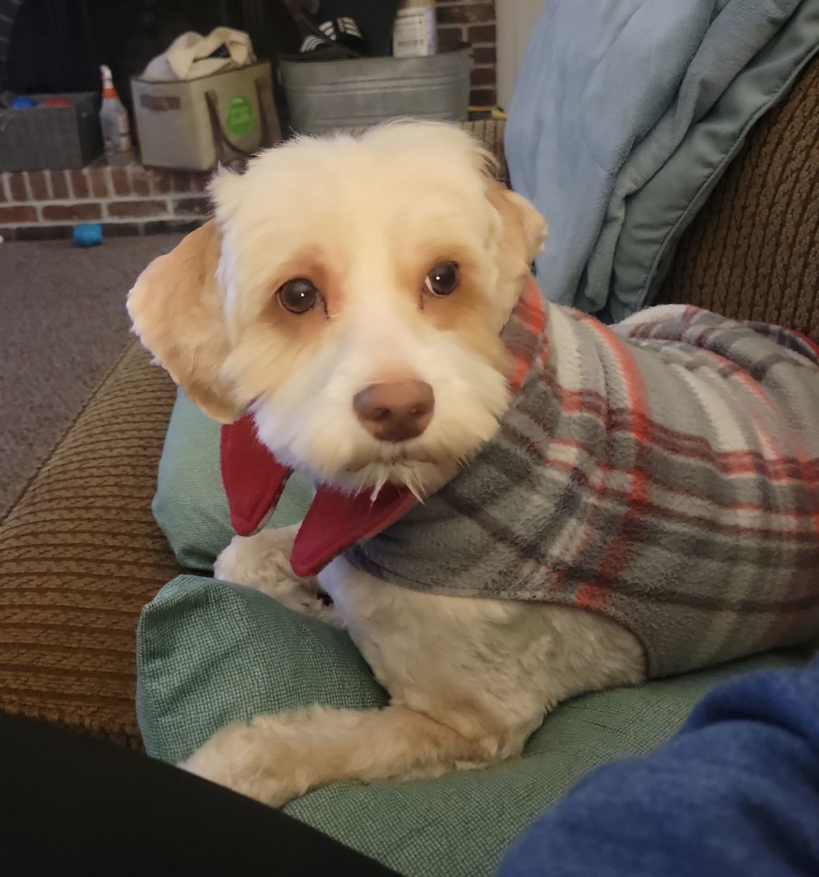 Luki - Bonded Pair -Go Teddy Photo