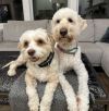 Luki - Bonded Pair -Go Teddy photo 3