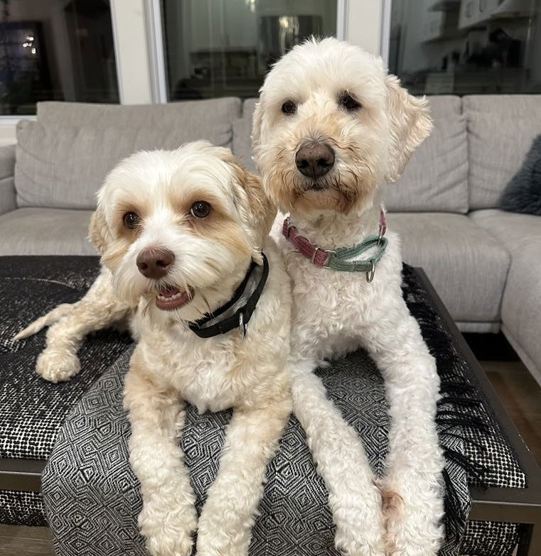 Luki - Bonded Pair -Go Teddy