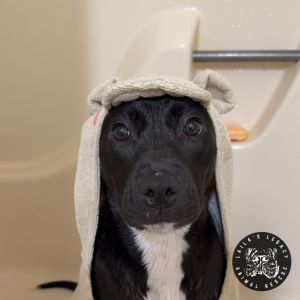 Millie, Young Female Terrier