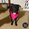 Millie photo 2