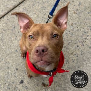 Hera (FKA Hades), Young Female Terrier