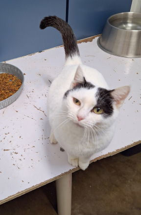 Mama, an adoptable Domestic Medium Hair in Mountain View, AR, 72560 | Photo Image 3
