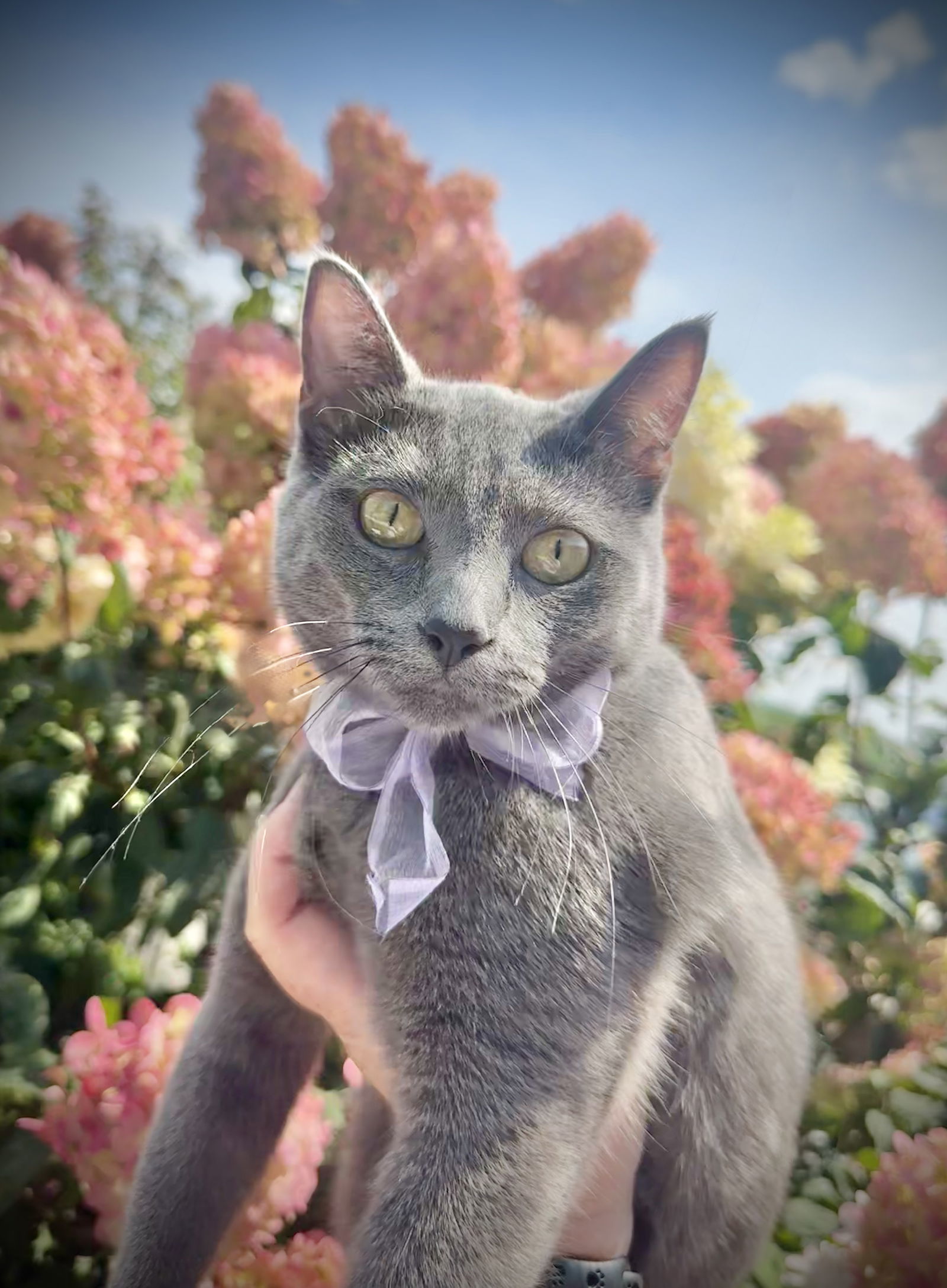 Lottie, an adoptable Domestic Short Hair in Williamsburg, IA, 52361 | Photo Image 1