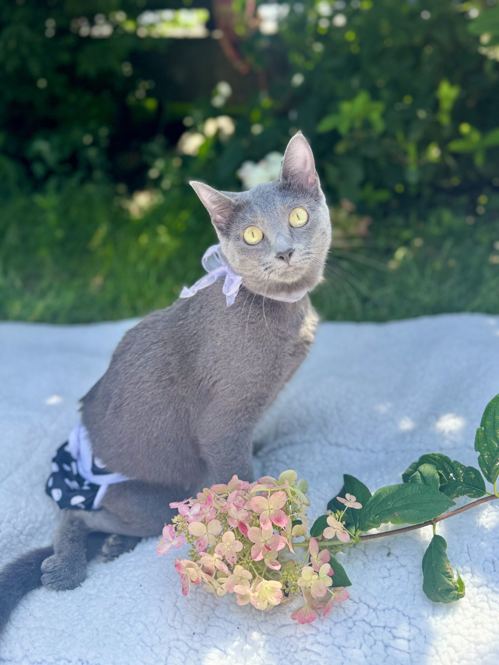 Lottie, an adoptable Domestic Short Hair in Williamsburg, IA, 52361 | Photo Image 2