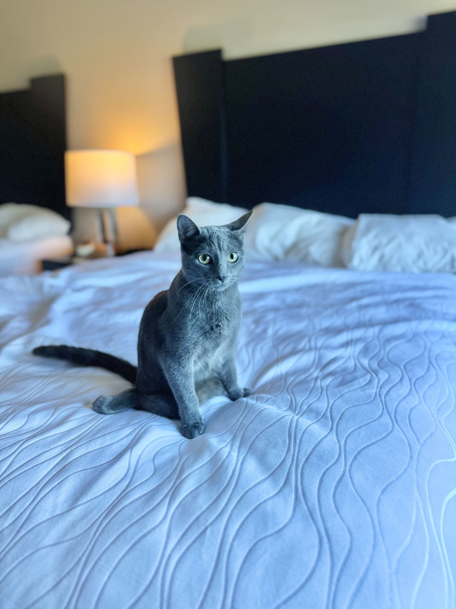 Lottie, an adoptable Domestic Short Hair in Williamsburg, IA, 52361 | Photo Image 3