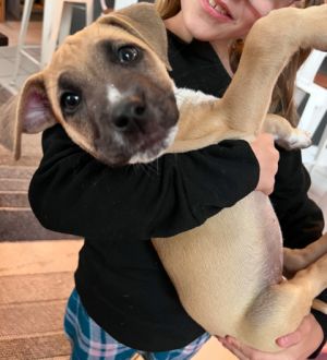 La Belle -Adopted, Baby Female Mixed Breed