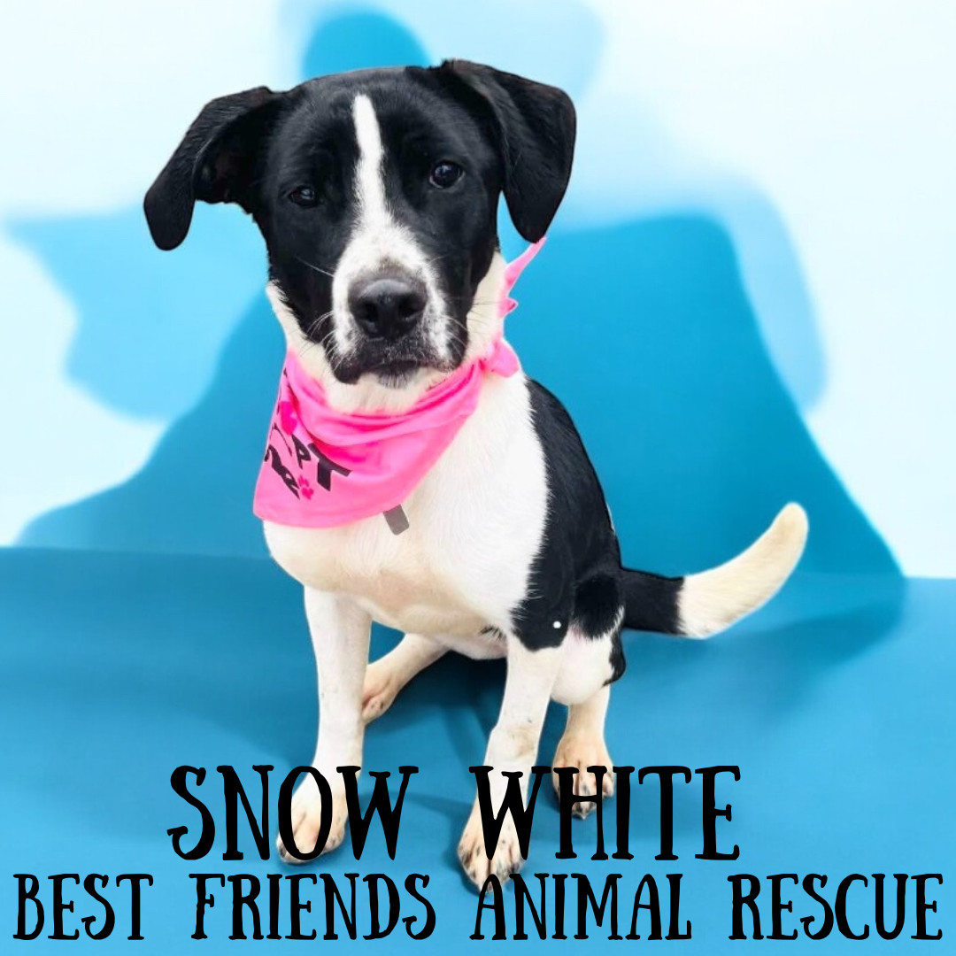 Snow White, an adoptable English Springer Spaniel in Wasilla, AK, 99654 | Photo Image 1