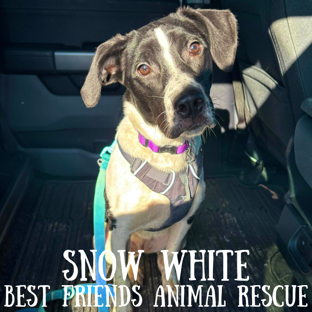 Snow White, an adoptable English Springer Spaniel in Wasilla, AK, 99654 | Photo Image 2