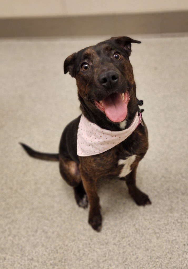 Rayne, an adoptable Pit Bull Terrier in Superior, WI, 54880 | Photo Image 1