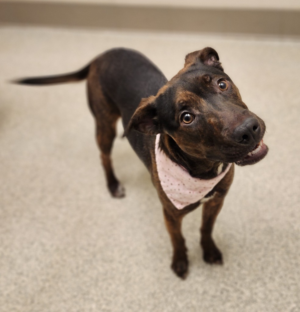 Rayne, an adoptable Pit Bull Terrier in Superior, WI, 54880 | Photo Image 2