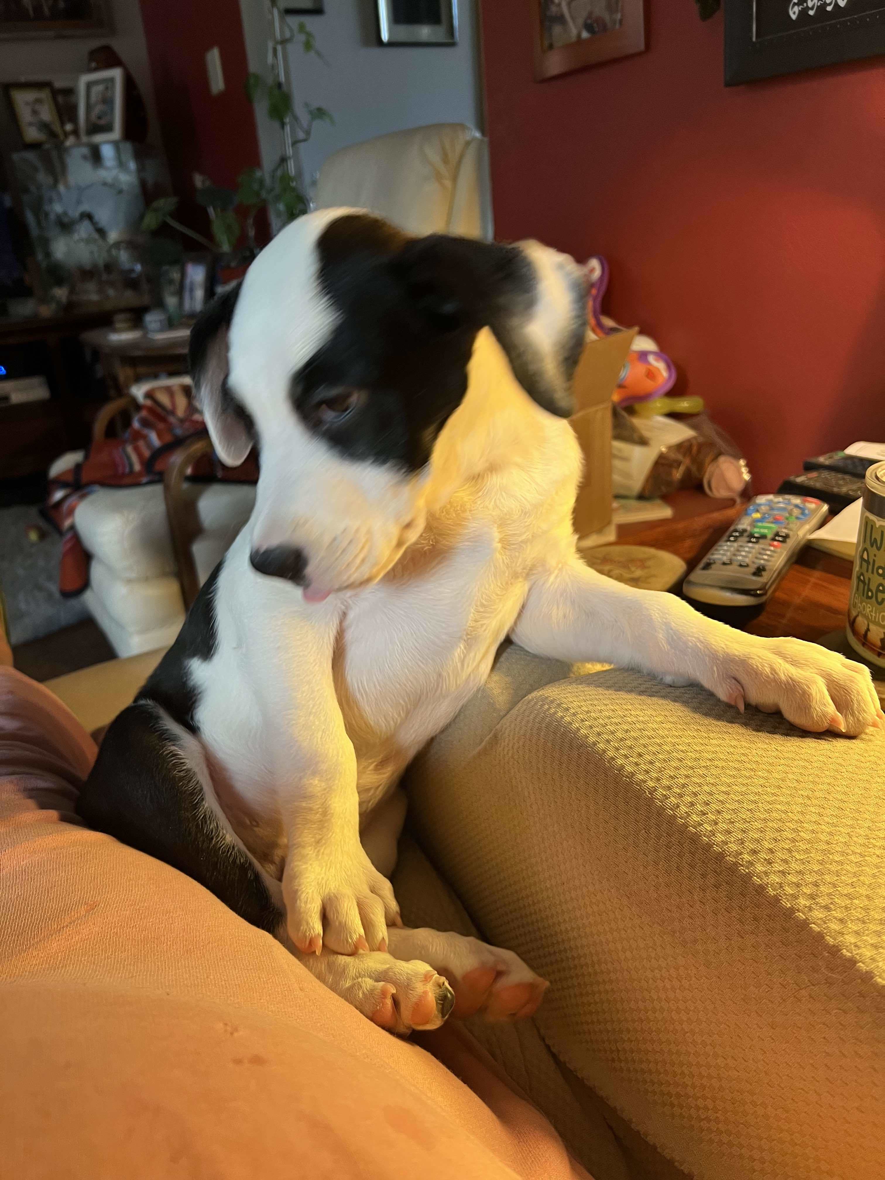 Aston, an adoptable Pit Bull Terrier in Arlee, MT, 59821 | Photo Image 4