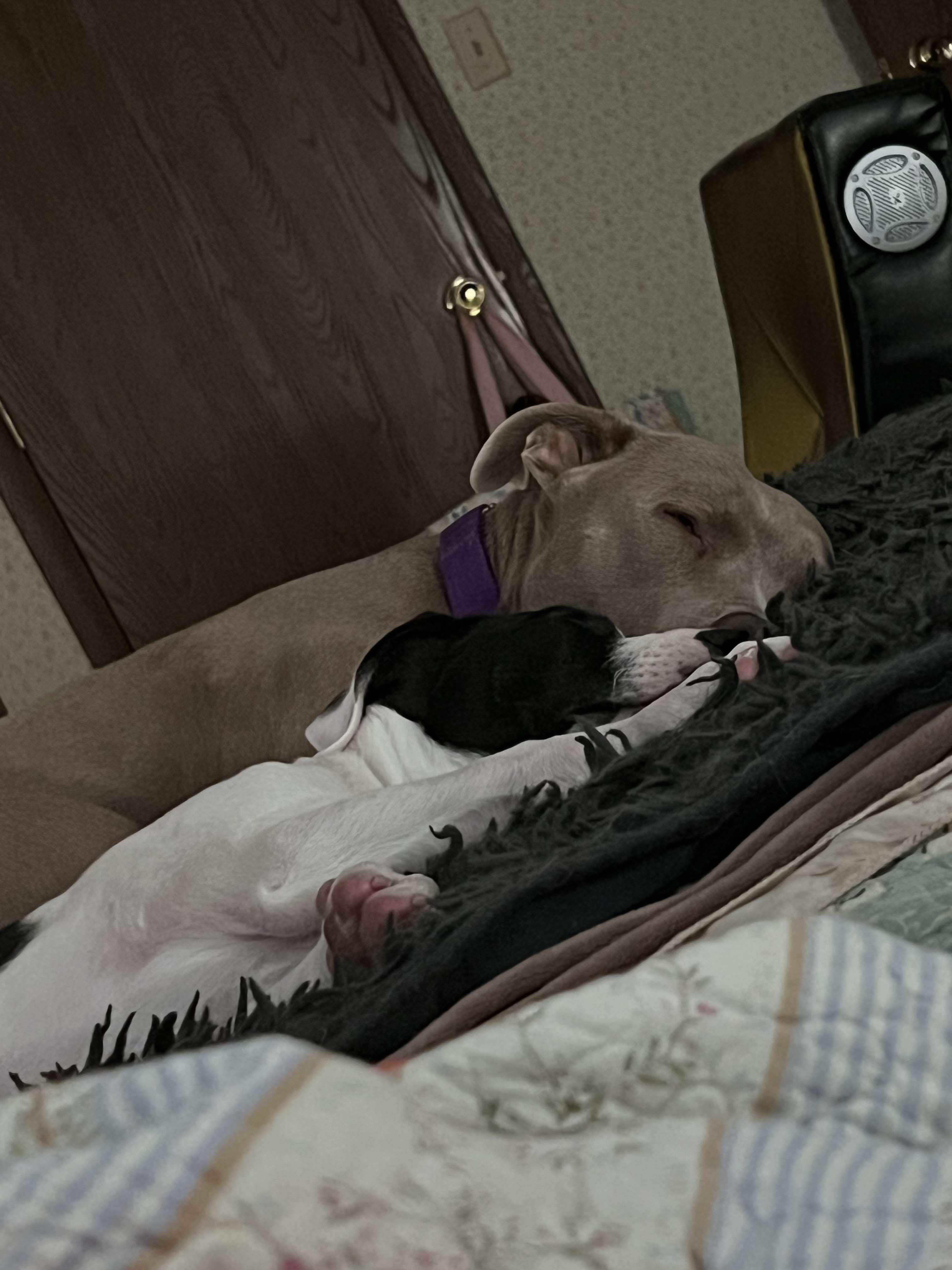 Aston, an adoptable Pit Bull Terrier in Arlee, MT, 59821 | Photo Image 6