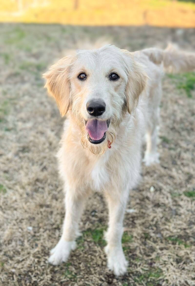 Kylie, an adoptable Goldendoodle, Mixed Breed in Berkeley Heights, NJ, 07922 | Photo Image 1