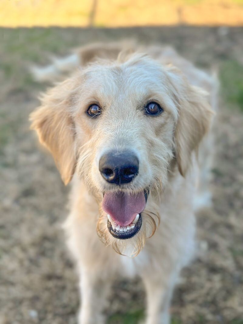 Kylie, an adoptable Goldendoodle, Mixed Breed in Berkeley Heights, NJ, 07922 | Photo Image 3