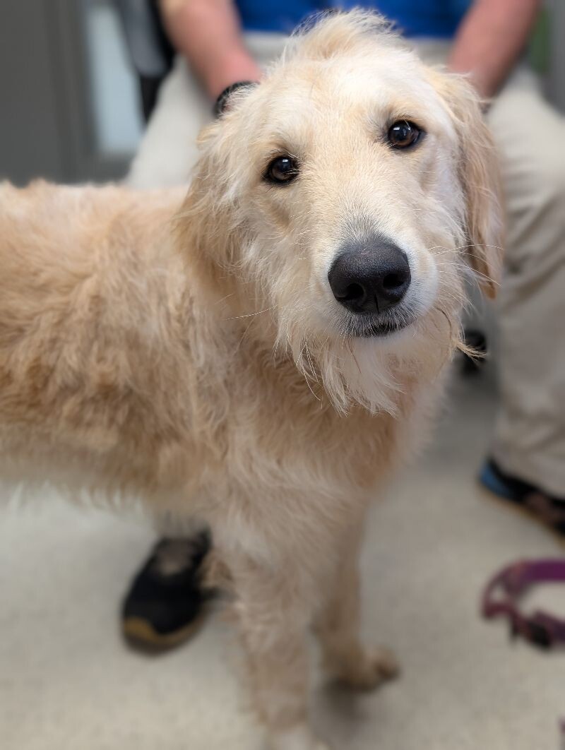 Kylie, an adoptable Goldendoodle, Mixed Breed in Berkeley Heights, NJ, 07922 | Photo Image 5