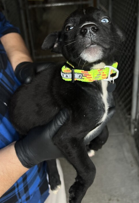 Ethan, an adoptable Pumi, Husky in Stockton, CA, 95215 | Photo Image 1