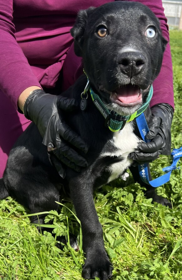 Ethan, an adoptable Pumi, Husky in Stockton, CA, 95215 | Photo Image 1