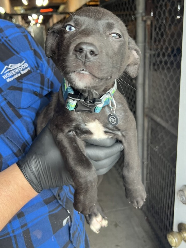 shadow, an adoptable Pumi, Husky in Stockton, CA, 95215 | Photo Image 2