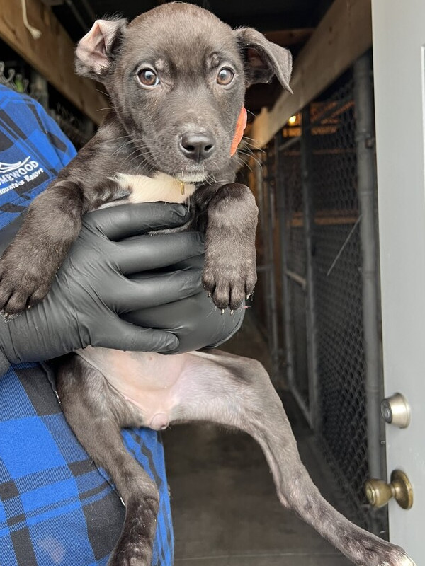Sasha, an adoptable Pumi, Husky in Stockton, CA, 95215 | Photo Image 2