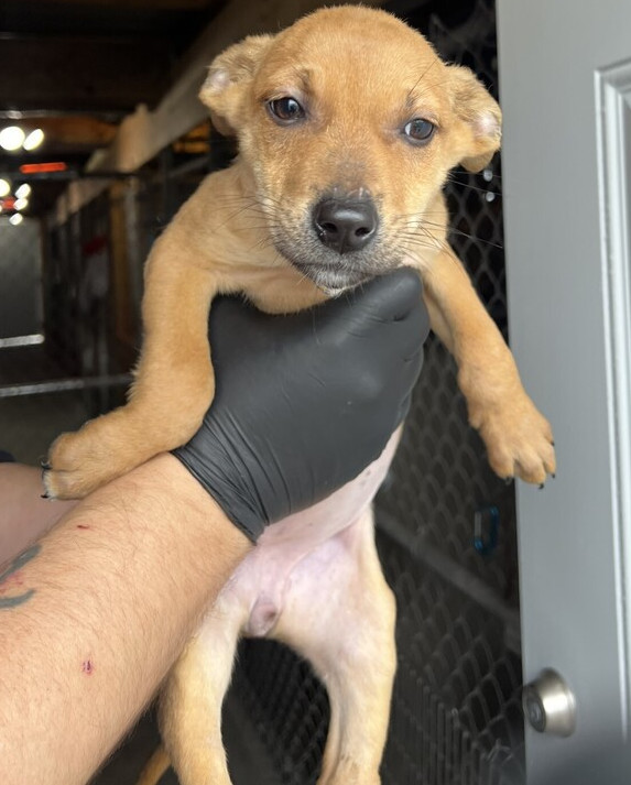 Ginny, an adoptable Pumi, Husky in Stockton, CA, 95215 | Photo Image 1