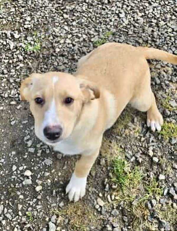 Sadie, an adoptable Labrador Retriever in McMinnville, OR, 97128 | Photo Image 2