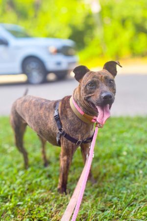 Fidget, Adult Female Mixed Breed