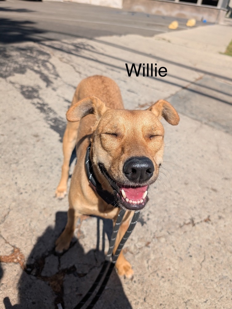 Big Willie