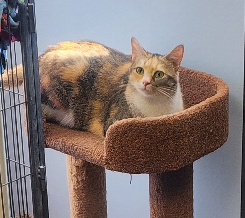 Primrose, an adoptable Domestic Short Hair in Anoka, MN, 55303 | Photo Image 1