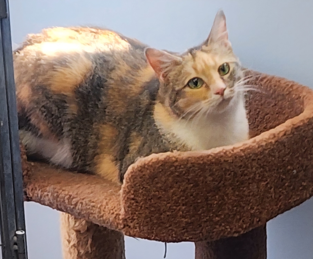Primrose, an adoptable Domestic Short Hair in Anoka, MN, 55303 | Photo Image 2
