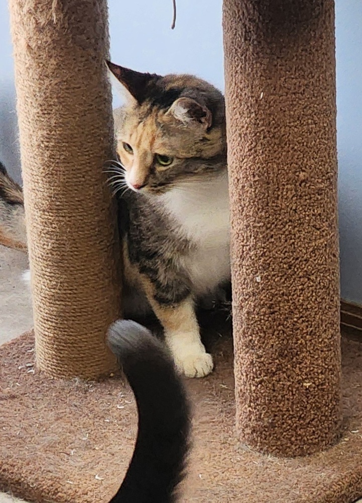 Primrose, an adoptable Domestic Short Hair in Anoka, MN, 55303 | Photo Image 3