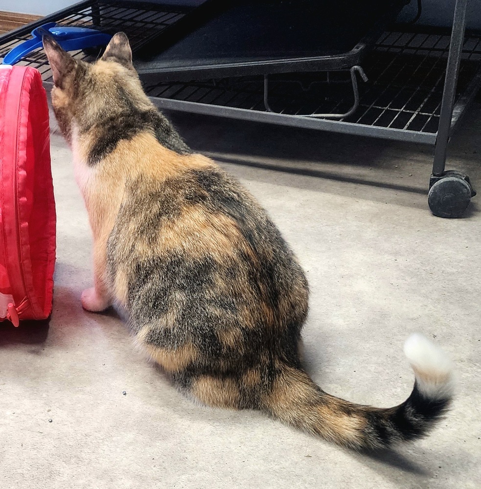 Primrose, an adoptable Domestic Short Hair in Anoka, MN, 55303 | Photo Image 4