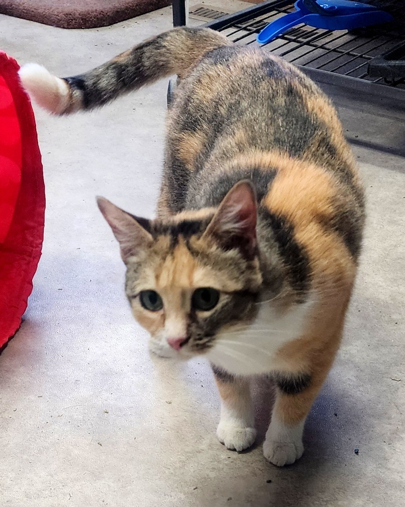 Primrose, an adoptable Domestic Short Hair in Anoka, MN, 55303 | Photo Image 5