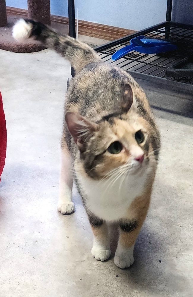 Primrose, an adoptable Domestic Short Hair in Anoka, MN, 55303 | Photo Image 6